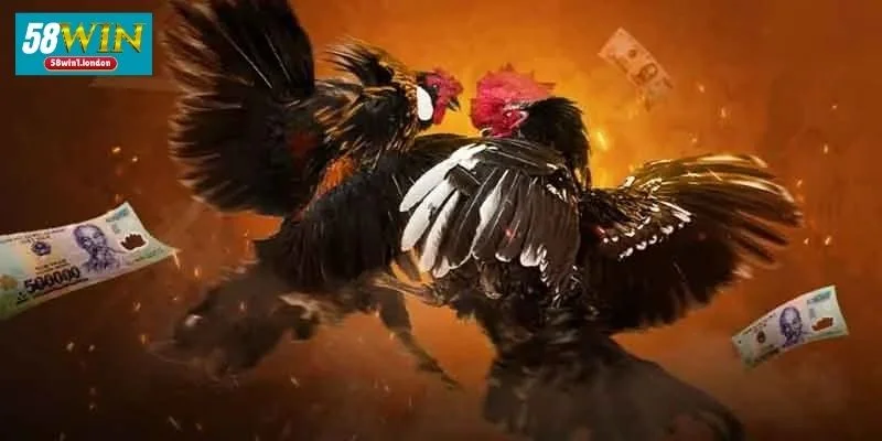 Một vài điều cần nằm lòng khi tham gia cá cược tại 58WIN.